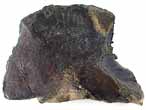 Fossile d'caille ganoide de Poisson Lepidotes maximus du jurassique Boulonnais